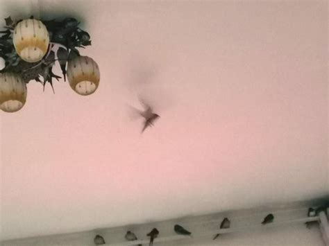 床 窗戶 燕子在家门口筑巢